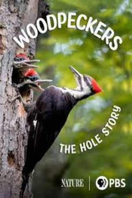 Woodpeckers: The Hole Story